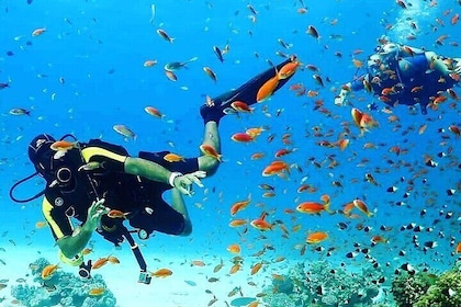 Coral Gardens Full Day Snorkelling & Diving with Lunch– Marsa Alam