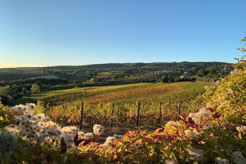 Taste the Wines of Corbara Exploring the Flavors of Umbria