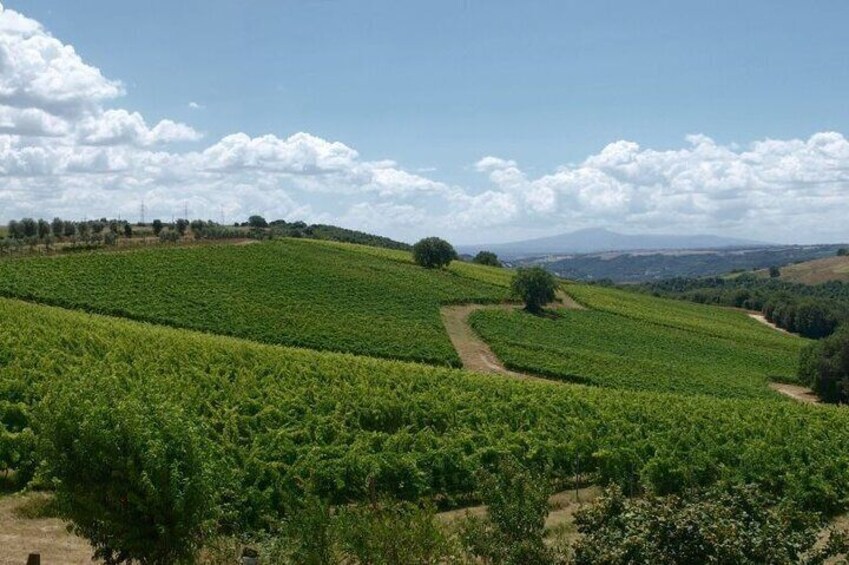 Taste the Wines of Corbara Exploring the Flavors of Umbria