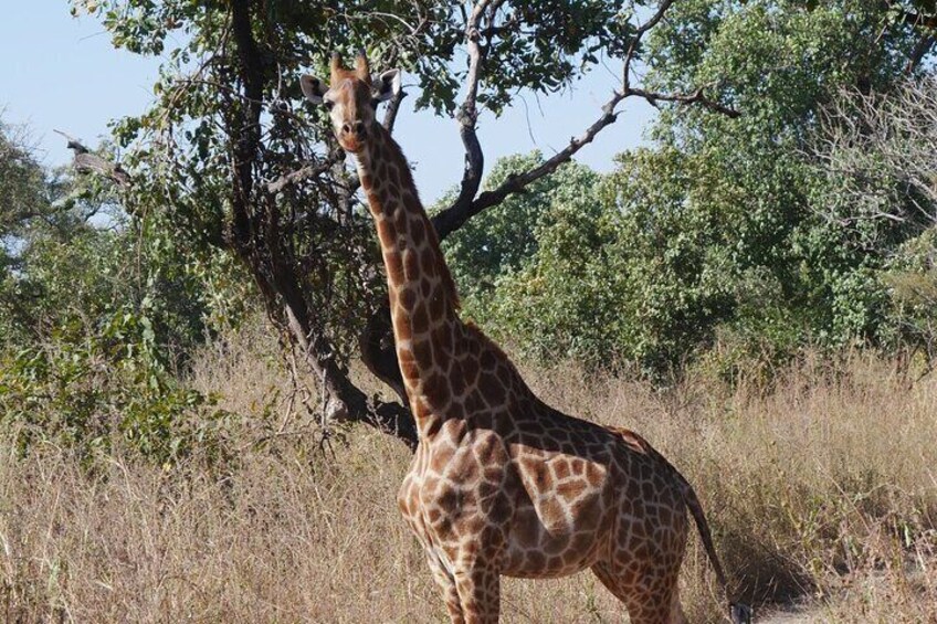 . Safari
"Embark on an unforgettable safari adventure in The Gambia, where you can witness breathtaking wildlife in their natural habitat. A thrilling experience for nature lovers!"