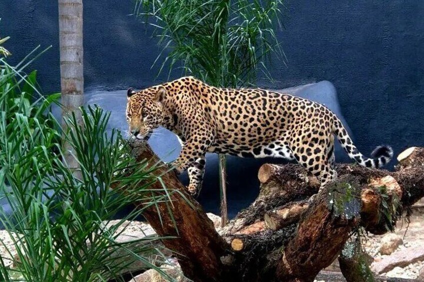 São Paulo Fun Tour Zoo Botanical Garden