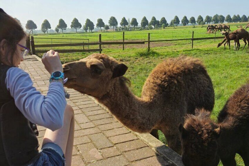 Camel Experience from Amsterdam to Berlicum Privat Group Tour