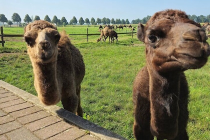 Camel Experience from Amsterdam to Berlicum Privat Group Tour