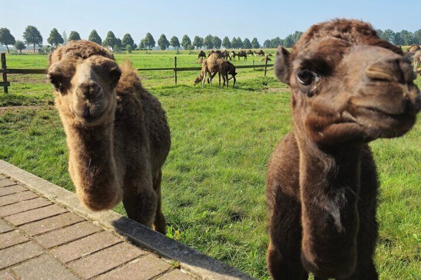 Camel Experience from Amsterdam to Berlicum Privat Group Tour