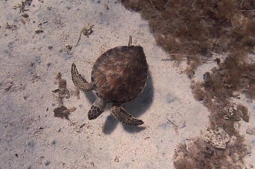 Scuba Diving Experience + Free Edited Video