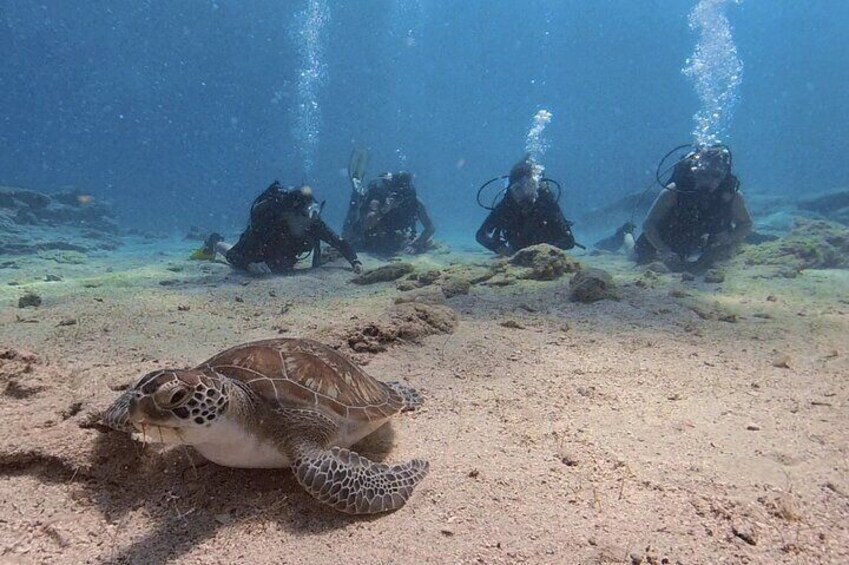 Scuba Diving Experience + Free Edited Video