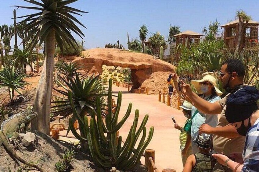 Meeting the Acrobatic Goats and Crocodiles of Morocco