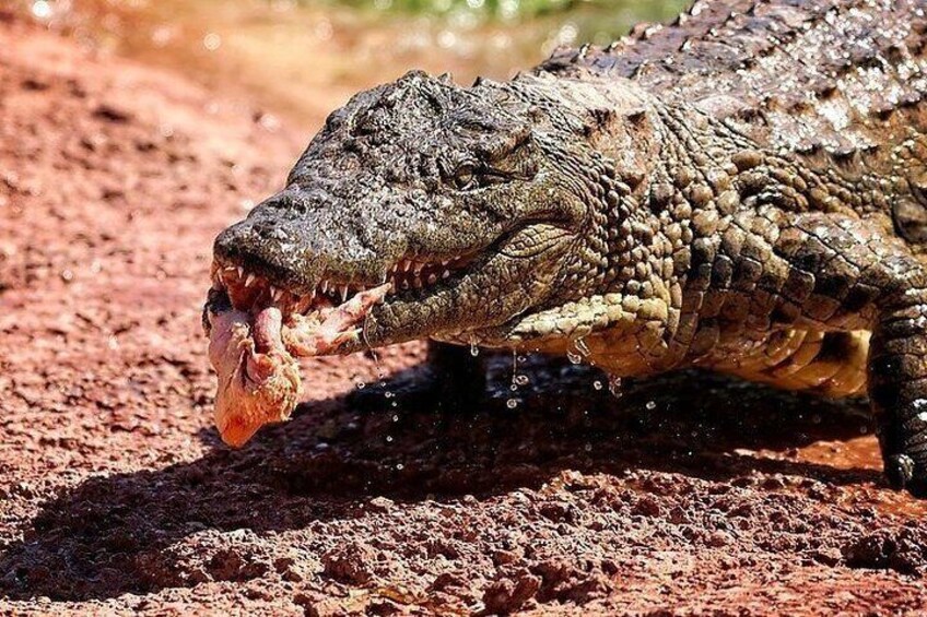 Meeting the Acrobatic Goats and Crocodiles of Morocco