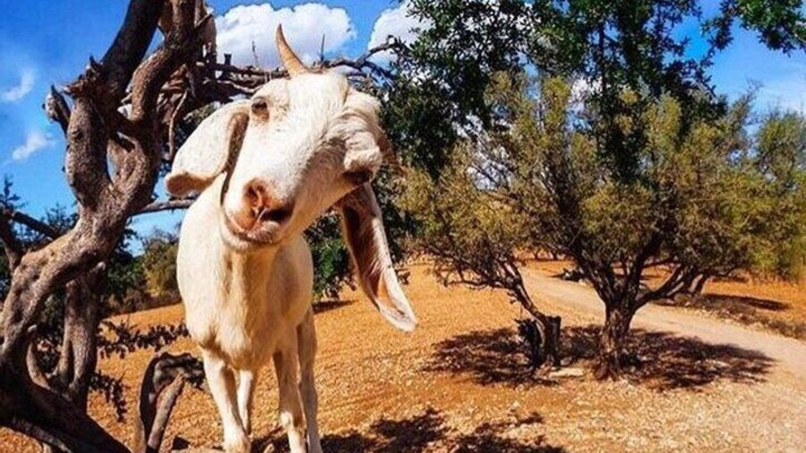 Meeting the Acrobatic Goats and Crocodiles of Morocco