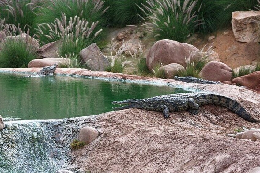 Meeting the Acrobatic Goats and Crocodiles of Morocco