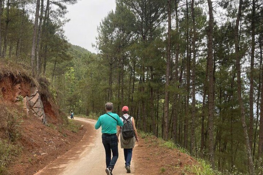 pine forest