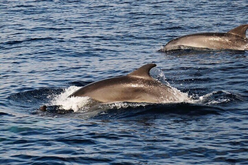 Exclusive catamaran sailing 3 hours dolphin drinks swim stop