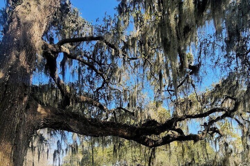 Experience Middleton Place