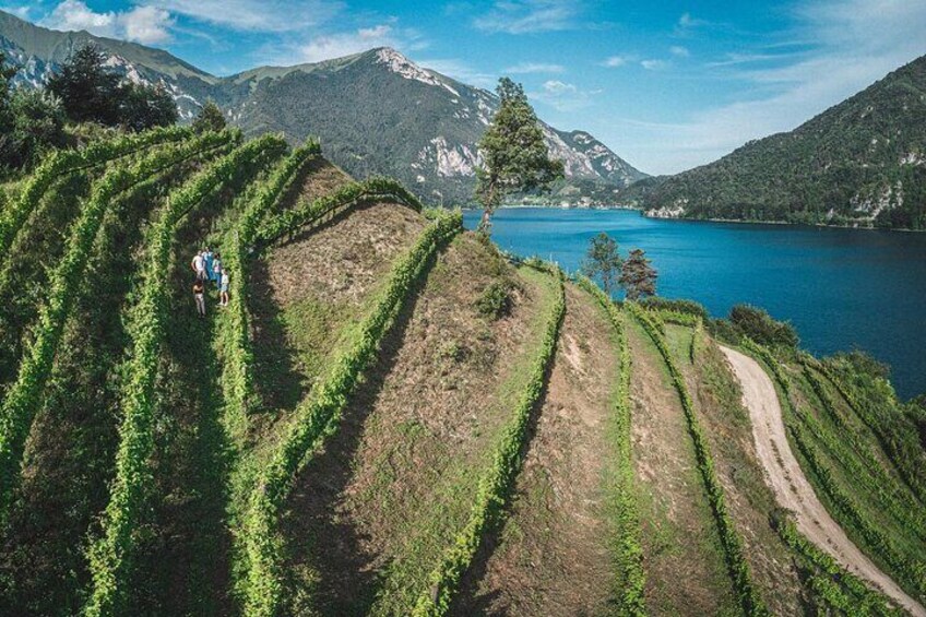 Guided Tour and Tasting Among the Vines of Lake Ledro