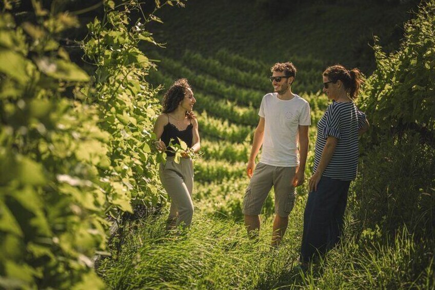 Guided Tour and Tasting Among the Vines of Lake Ledro