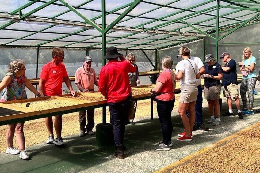 Skywalk & Beans with a sweet taste, Monteverde Experience
