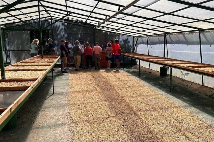 Skywalk & Beans with a sweet taste, Monteverde Experience