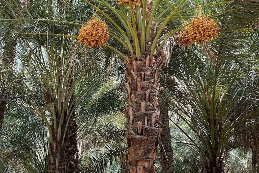 Al Ain City Tour from Dubai