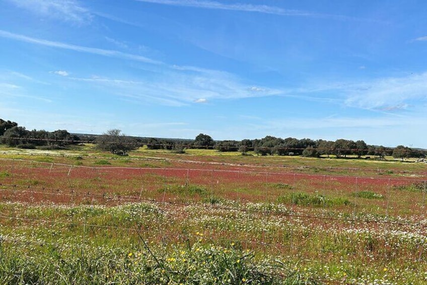 From Évora or Montemor Bike Tour by Mounted