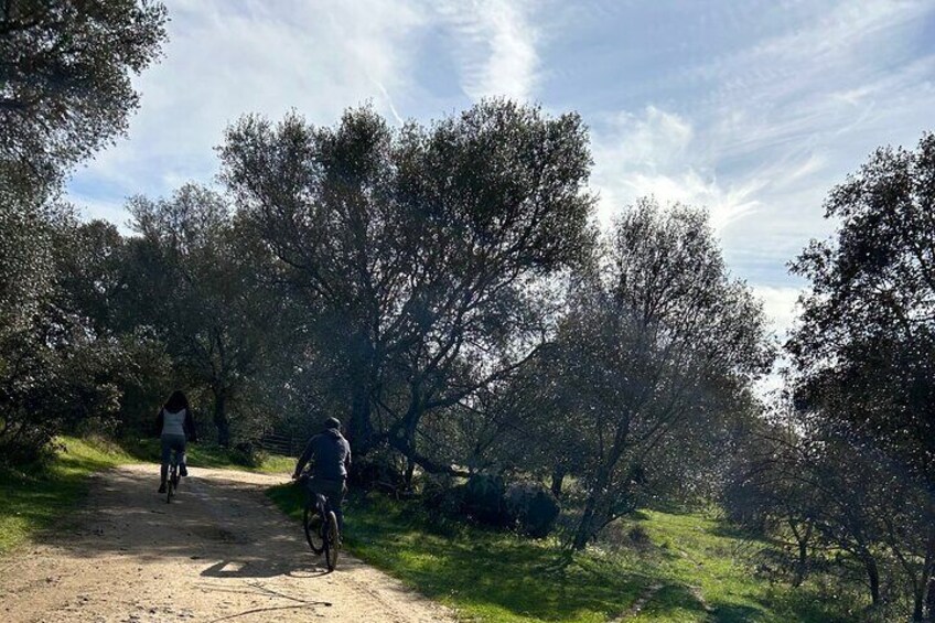 From Évora or Montemor Bike Tour by Mounted
