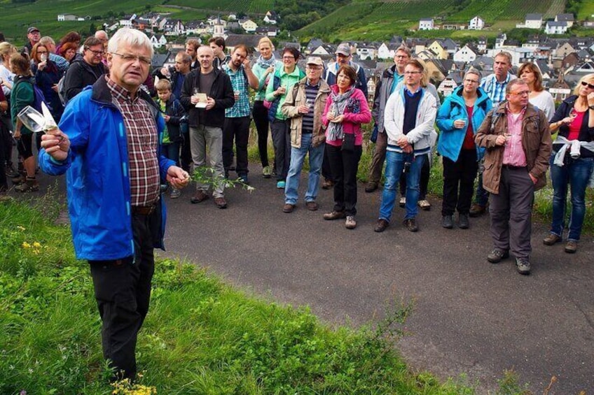 Organic Wine Tasting and Cellar Tour in Reil Mosel