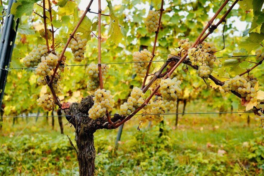 Organic Wine Tasting and Cellar Tour in Reil Mosel