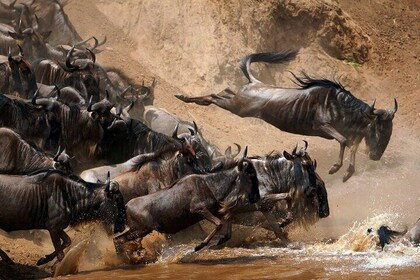 3 Nights Great Migration Maasai Mara
