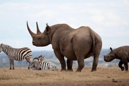 Nairobi National Park, Karen Blixen, Beads Center and Bomas