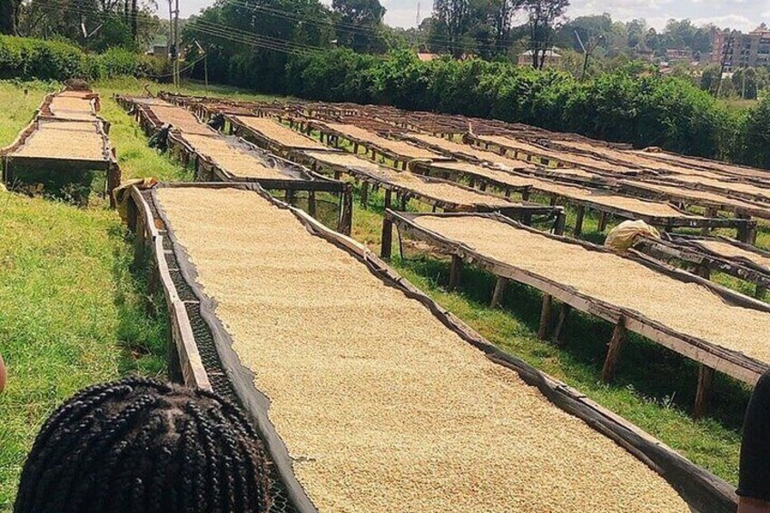 Half Day Visit To A Fairview Estate Coffee Farm Tour