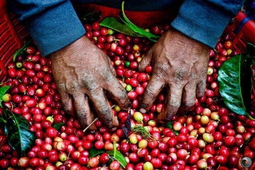 Half Day Visit To A Fairview Estate Coffee Farm Tour