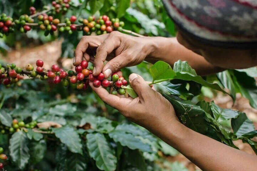 Half Day Visit To A Fairview Estate Coffee Farm Tour