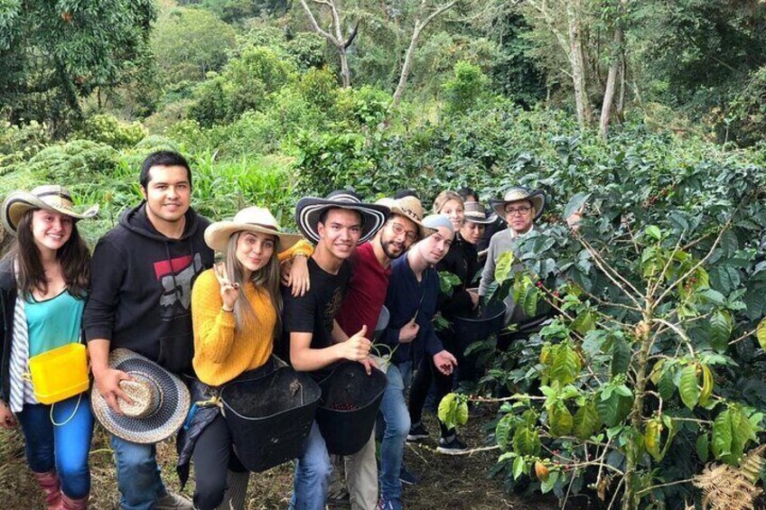 Half Day Visit To A Fairview Estate Coffee Farm Tour