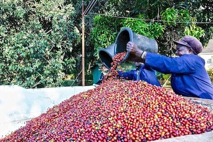 Half Day Visit To A Fairview Estate Coffee Farm Tour