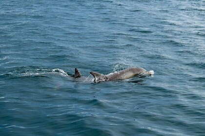 Kangaroo Island Ultimate Adventure Tour departing Penneshaw