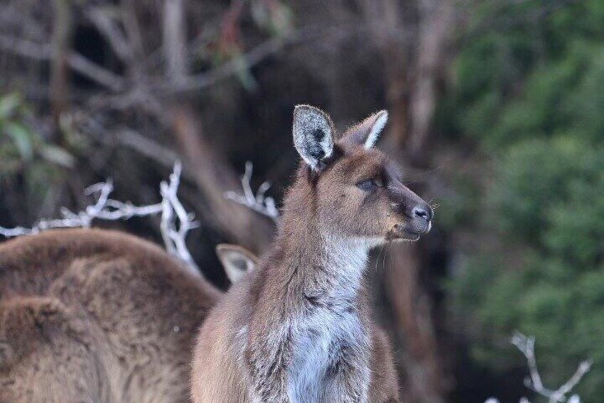 Kangaroo Island Ultimate Adventure Tour departing Penneshaw