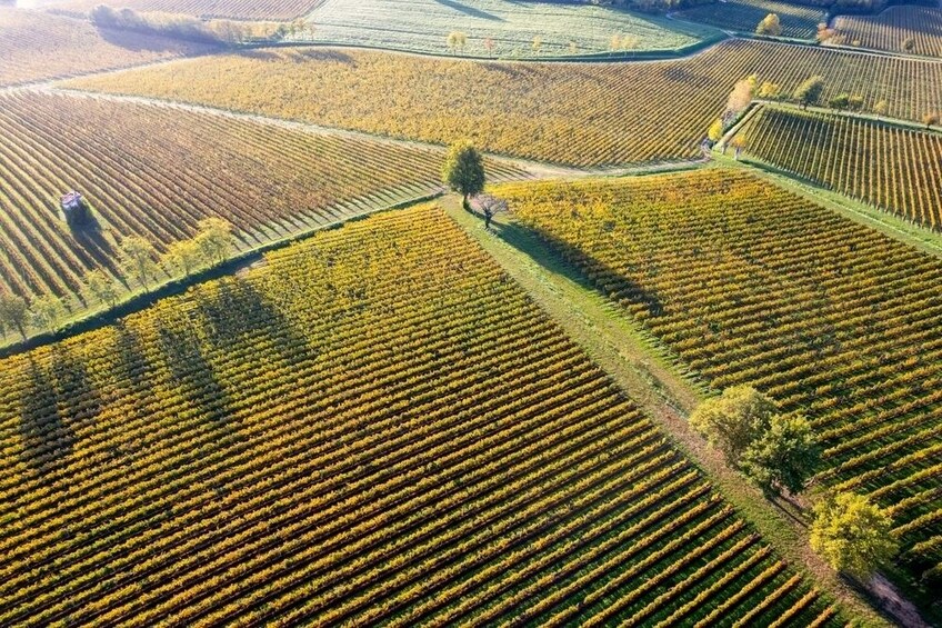 Franciacorta wine region & Lake Iseo cruise from Milan