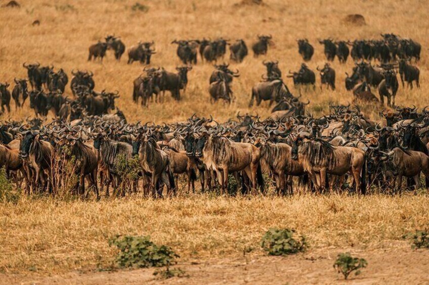 Great Wildebeest Migration in full flow in the Maasai Mara.
