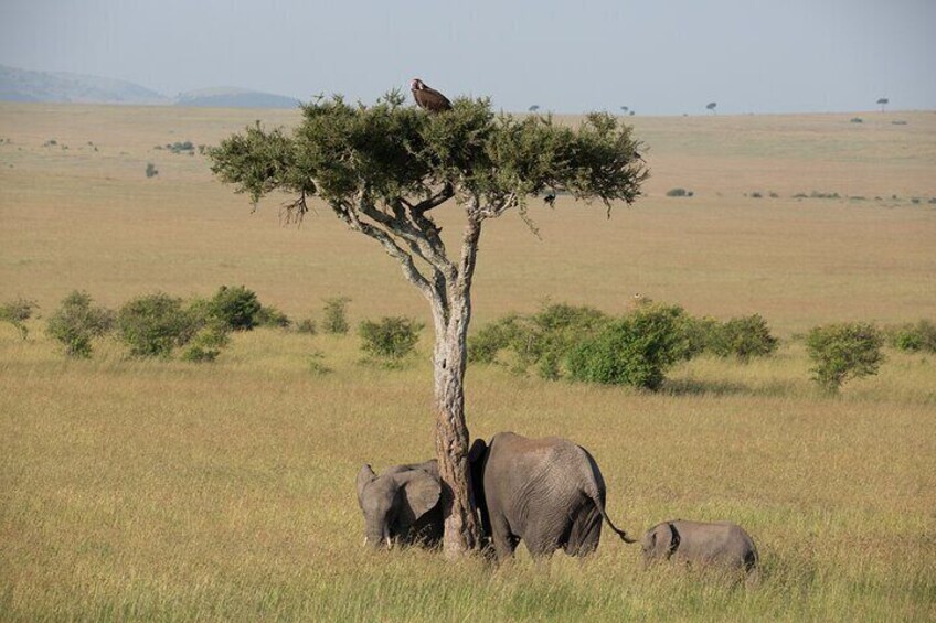 Masai Mara