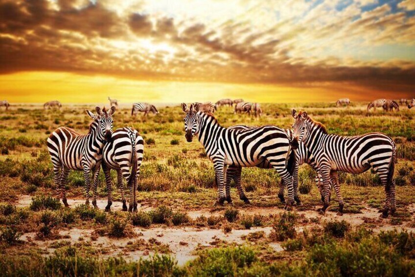 Serengeti National Park, Tanzania