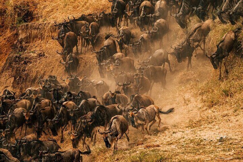 Great Wildebeest Migration in full flow in the Maasai Mara.