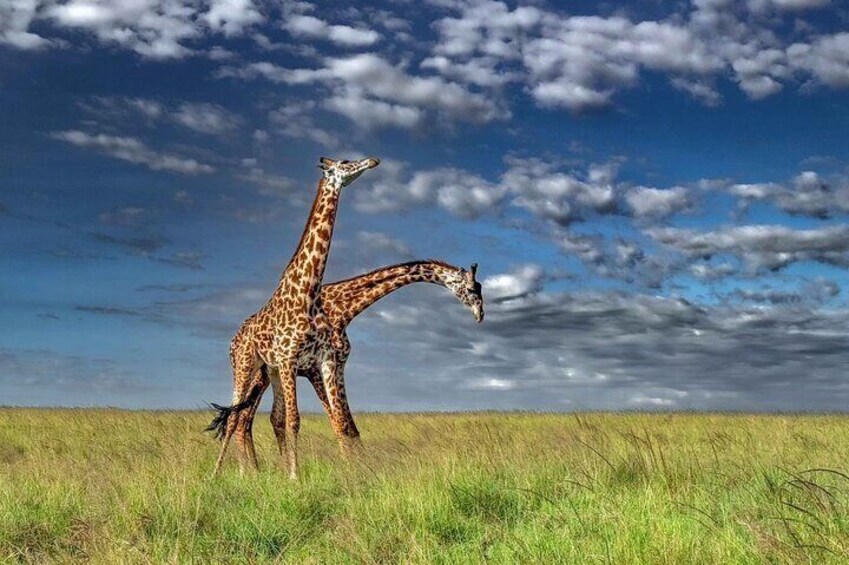 Masai Mara