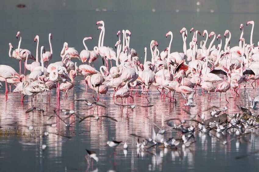 Ngorongoro Crater
