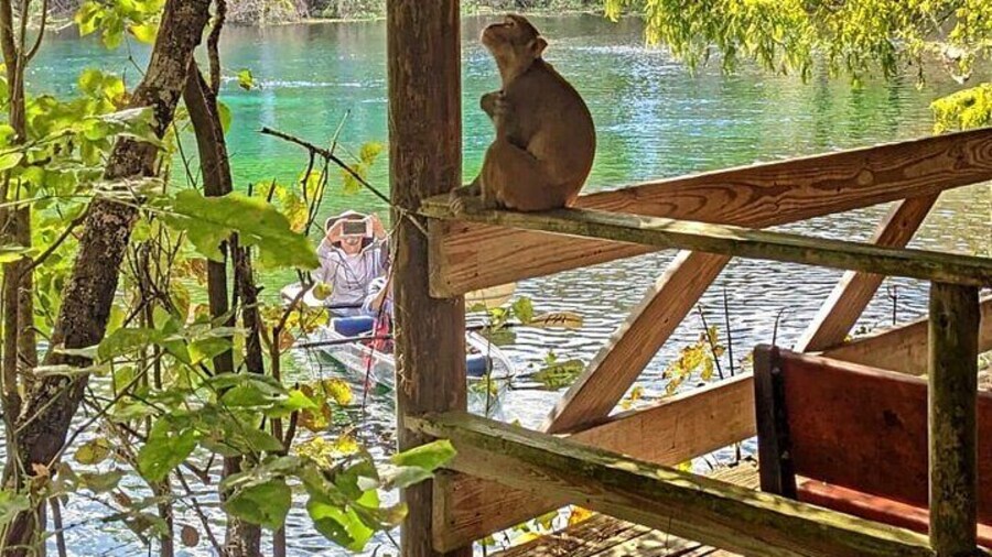 Silver Springs Jungle Kayaking and Paddleboarding