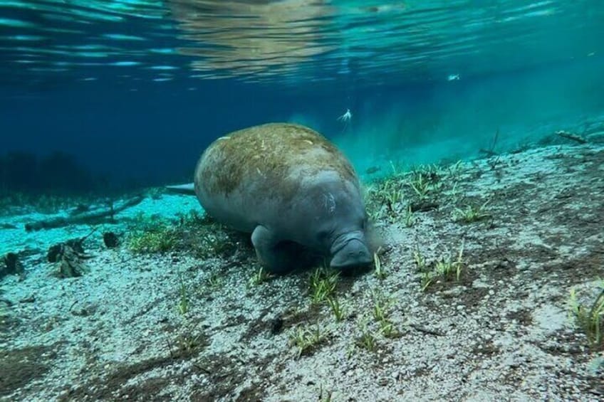 Silver Springs Jungle Kayaking and Paddleboarding