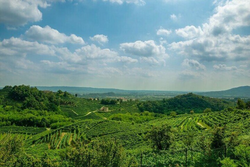 Prosecco Wine Tasting Full-Day Private Guided Tour from Venice
