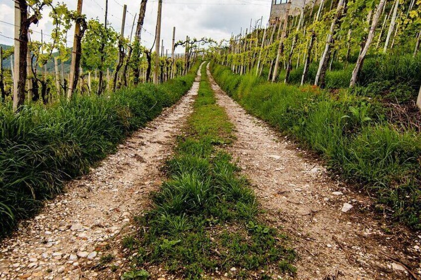 Prosecco Wine Tasting Full-Day Private Guided Tour from Venice