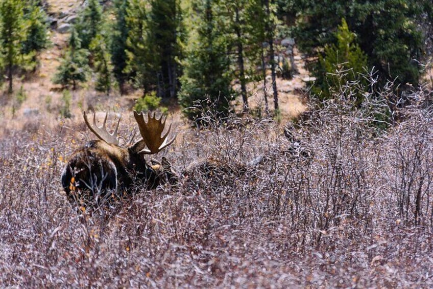 Private Colorado Backcountry 4x4 Off Road Adventure Tour
