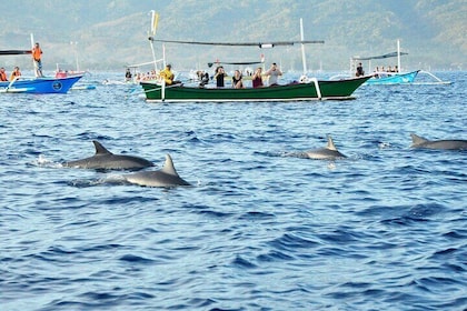North Bali Dolphin Watching and Snorkelling Tour