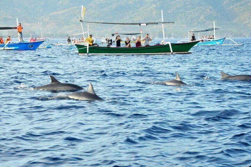 North Bali Dolphin Watching and Snorkeling Tour