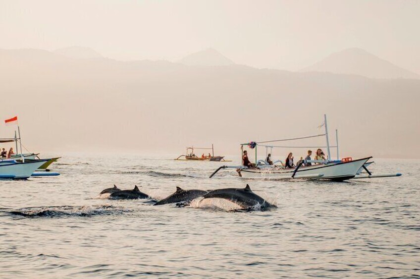 North Bali Dolphin Watching and Snorkeling Tour